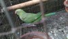 Indian Ringneck Parrot(female)